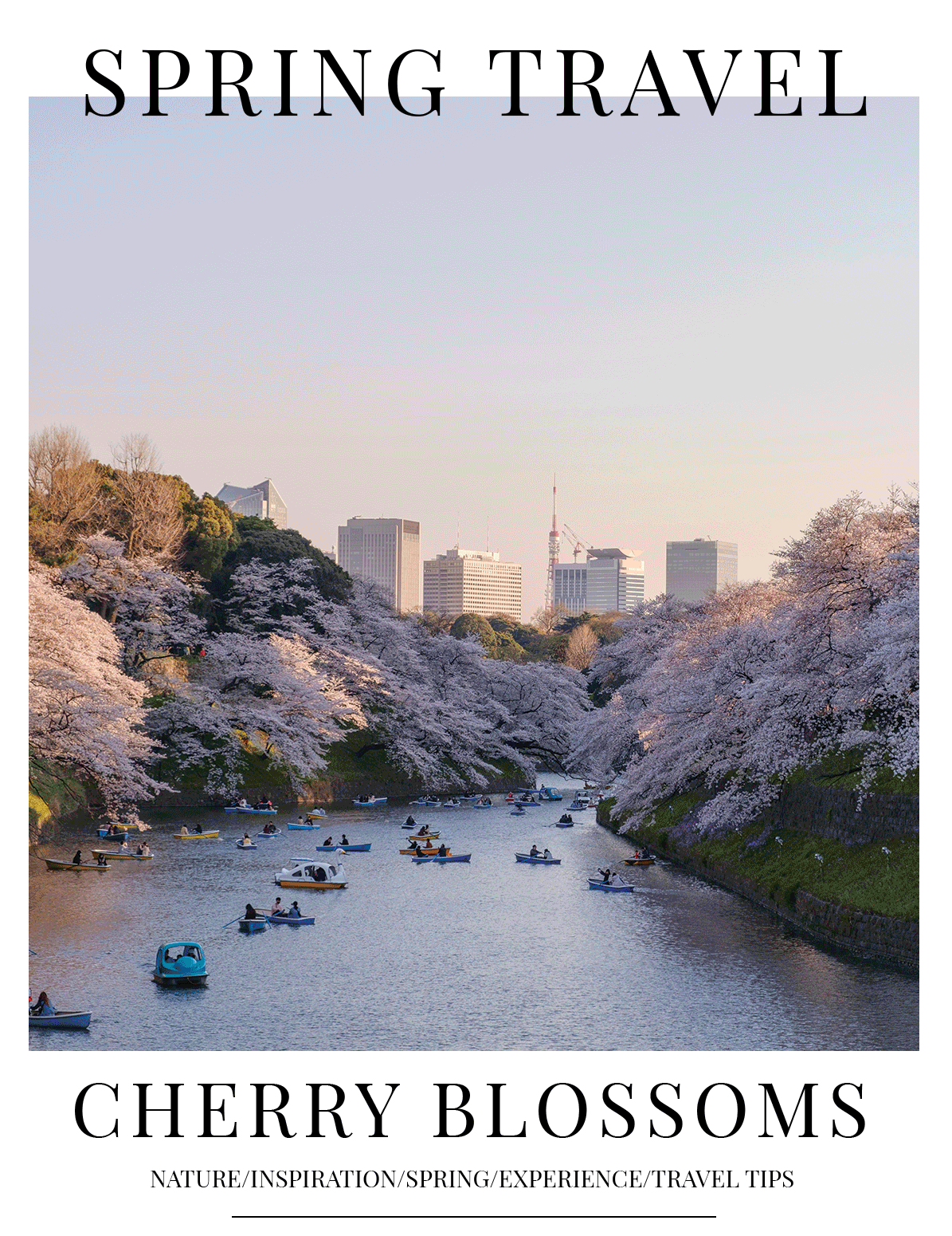 EMAIL-HEADER-GIF-cherry-blossoms-japan